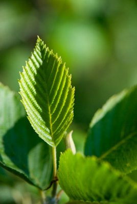 Alnus incana 'Aurea' - olše šedá - list